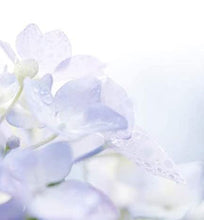 Load image into Gallery viewer, Etivel China Rain Perfume Essence China Rain Perfume Oil Alcohol Free Vegan Paraben Free Phthalate Free TSA Ready
