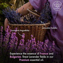 Load image into Gallery viewer, Majestic Pure Lavender Essential Oil for Diffuser - 4 Fl Oz