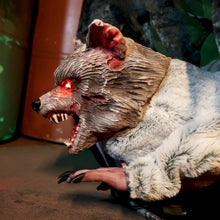 Load image into Gallery viewer, Haunted Hill Farm 2-Ft. Zombie Raccoon Halloween Animatronic