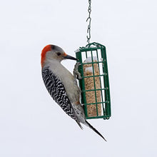 Load image into Gallery viewer, C&S Wild Bird High Energy Suet Treat 56 Ounces, 6 Pack