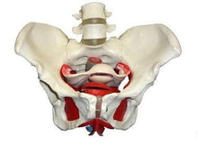 Load image into Gallery viewer, Wellden Product Medical Anatomical Female Pelvis Model with Removable Organs, 6-Part, Life Size