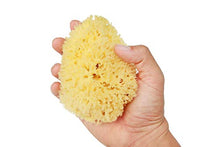 Load image into Gallery viewer, Natural Baby Bath Sea Sponge for Bathing - Grown in The U.S.A. - 4 Inch Super Soft Bath Sponge for Newborn Baby Infant