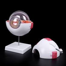 Load image into Gallery viewer, Jiulonerst Human Anatomical Eyeball Model,Medical Learning Aid Teaching Instrument Education Supplies Teaching Equipment