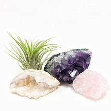 Load image into Gallery viewer, people crystals Mini Crystal + Air Plant Gift Set/Includes a 4.75” Mini Display Shelf, Tillandsia Air Plant, Purple Amethyst Cluster, Raw Rose Quartz, and Clear Quartz Point, Home décor Accent.