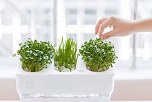 Load image into Gallery viewer, Back to the Roots Water Garden, Self-Cleaning Fish Tank That Grows Food, Mini Aquaponic Ecosystem (Great Gardening Gift & Family Project), 3 Gallons