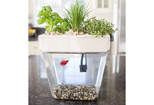 Load image into Gallery viewer, Back to the Roots Water Garden, Self-Cleaning Fish Tank That Grows Food, Mini Aquaponic Ecosystem (Great Gardening Gift & Family Project), 3 Gallons