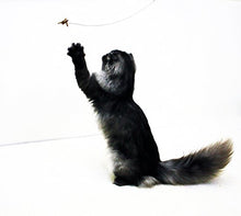 Load image into Gallery viewer, Cat Dancer 101 Cat Dancer Interactive Cat Toy