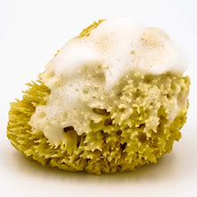 Load image into Gallery viewer, Natural Baby Bath Sea Sponge for Bathing - Grown in The U.S.A. - 4 Inch Super Soft Bath Sponge for Newborn Baby Infant