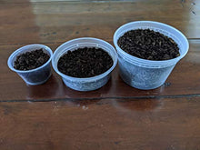 Load image into Gallery viewer, Ordinary Feed Co. Live Tropical White Springtails: Bioactive Cleanup Crew, Small Amphibian Food - Sphagnum Peat Moss Seeding Culture (16 oz)
