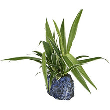 Load image into Gallery viewer, mookaitedecor Natural Sodalite Crystal Tea Light Candle Holder/Air Plant Holder Home Decor