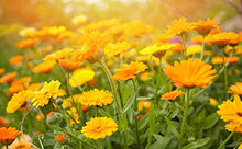Load image into Gallery viewer, Newborn Salve, Baby Calendula Cream, Baby Acne Treatment, Baby Eczema Cream, Baby Ointment, Natural Baby Care with Organic Calendula and Licorice, Ora's Amazing Herbal