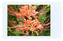 Load image into Gallery viewer, Fujifilm Instax Mini Instant Film (3 Twin Packs, 60 Total Pictures) for Instax Cameras