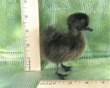 Load image into Gallery viewer, Taxidermy Baby Duck Duckling Cayuga Domestic (Pen Raised-Natural Death)