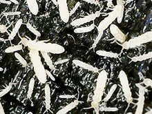 Load image into Gallery viewer, Ordinary Feed Co. Live Tropical White Springtails: Bioactive Cleanup Crew, Small Amphibian Food - Sphagnum Peat Moss Seeding Culture (16 oz)