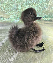 Load image into Gallery viewer, Taxidermy Baby Duck Duckling Cayuga Domestic (Pen Raised-Natural Death)