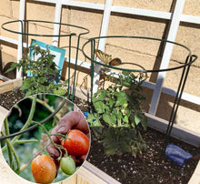 Load image into Gallery viewer, 10pack Garden Plant Support Stake 10" Wide x 16" High Half Round Metal Garden Plant Support Ring Border Support, Plant Support Ring Cage for RoseFlowers Vine Tomato with 20pack Plant Clips &Plant Ties