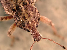 Load image into Gallery viewer, Celestron 44314 FlipView Handheld LCD Microscope (Grey)