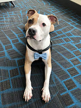 Load image into Gallery viewer, Shelter Pets Stuffed Animals: Tillman - 10" Brown and White Pitbull Plush Dog - Based on Real-Life Adopted Pets - American Staffordshire Terrier - Benefiting the Animal Shelters They Were Adopted From