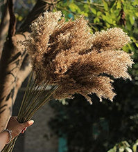 Load image into Gallery viewer, Dried Pampas Grass Decor - 40 Pcs Natural Pompas Floral/ Dried Pompous Grass Boho Plant for Flower Arrangements Wedding Home Decor(30 Pcs Brown Pampas Grass & 10 Pcs Beige Pampas Grass)