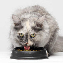 Load image into Gallery viewer, Open Farm Homestead Turkey & Chicken Grain-Free Dry Cat Food, Wild-Caught Fish Recipe with Non-GMO Superfoods and No Artificial Flavors or Preservatives, 4 lbs