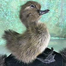Load image into Gallery viewer, Taxidermy Baby Duck Duckling Cayuga Domestic (Pen Raised-Natural Death)