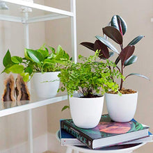 Load image into Gallery viewer, Youngever 8 Pack 5.5 Inch Plastic Planters Indoor Flower Plant Pots, Modern Decorative Gardening Pot with Drainage for All House Plants, Flowers, Herbs, Succulents and Hanging Plants (White)