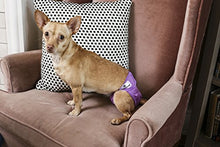 Load image into Gallery viewer, Pet Parents Washable Dog Diapers (3pack) of Doggie Diapers, Color: Princess, XSmall Dog Diapers