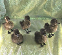 Load image into Gallery viewer, Taxidermy Baby Duck Duckling Cayuga Domestic (Pen Raised-Natural Death)