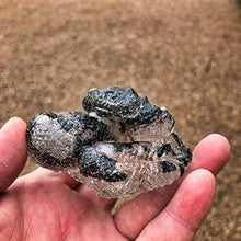 Load image into Gallery viewer, Morganite, Hypersthene, Danburite and Clear Quartz Orgone and Crystal Intuition Snake #8-56
