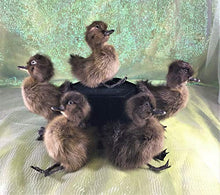 Load image into Gallery viewer, Taxidermy Baby Duck Duckling Cayuga Domestic (Pen Raised-Natural Death)