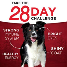 Load image into Gallery viewer, Purina ONE Natural, High Protein Gravy Wet Dog Food, SmartBlend True Instinct Turkey & Game Bird - (12) 13 oz. Cans