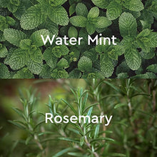 Load image into Gallery viewer, Kneipp Herbal Bath Oil Goodbye Stress Water Mint & Rosemary, 3.4 Fl. Oz