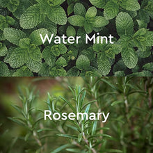 Load image into Gallery viewer, Kneipp Goodbye Stress Water Mint & Rosemary Aromatherapy Body Wash, 250 mL