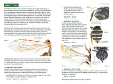 Load image into Gallery viewer, Common Bees of Eastern North America (Princeton Field Guides, 123)