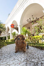 Load image into Gallery viewer, Chuckit! Ultra Ball Dog Toy, Various Sizes