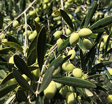 Load image into Gallery viewer, High Mountain Organic EVOO | Little Gypsy Farms Estate Grown Greek Extra Virgin Olive Oil | 5x High Polyphenols | Small Batch | First Cold-Pressed | NYIOOC Gold Award | Product Of Greece | 500ml