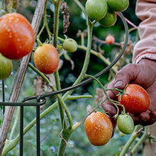 Load image into Gallery viewer, 10 Pack Garden Plant Support Stakes,10" Wide x 16" High Half Round Metal Garden Plant Support Ring Cage Border Support, Garden Supports for Plants Peony Flowers Vine Tomato with 66ft Plant Ties