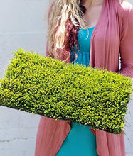 Load image into Gallery viewer, Zoysia Plugs - 100 Large Plugs, Drought Tolerant, Low Maintenance