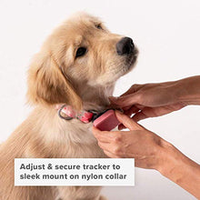 Load image into Gallery viewer, Whistle GO/GO Explore/Twist & Go Pet Collars/See Me Pink/Medium-Large