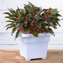 Load image into Gallery viewer, Novelty 26182 Countryside Square, White, 18-Inch Tub Planter