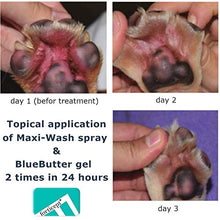 Load image into Gallery viewer, Forticept Blue Butter Antimicrobial Gel, Antiseptic Hydrogel Dogs Wound Care, Dogs & Cats for Skin Infections, Rashes, Sores, Wounds, Burns | 4 OZ