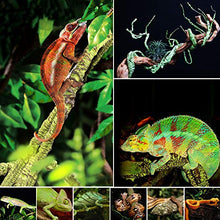 Load image into Gallery viewer, kathson Reptile Vines Plants Flexible Bendable Jungle Climbing Vine Terrarium Plastic Plant Leaves Pet Tank Habitat Decor for Bearded Dragons Lizards Geckos Snakes Hermit Crab Frogs and More Reptiles