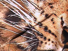 Load image into Gallery viewer, Leopard Print 3D Hoodie for Women Men, Sweatshirt Cartoon Clothes with Pockets 3D Pullover Hoodie (Leopard, L/XL)