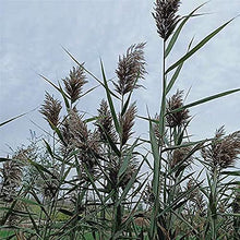 Load image into Gallery viewer, Dried Pampas Grass Decor - 40 Pcs Natural Pompas Floral/ Dried Pompous Grass Boho Plant for Flower Arrangements Wedding Home Decor(30 Pcs Brown Pampas Grass & 10 Pcs Beige Pampas Grass)