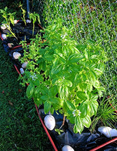 Load image into Gallery viewer, EarthPods Premium Garden Herbs & Vegetable Plant Food – Easy Organic Fertilizer Spikes – 100 Count – Supports Healthy Root & Leaf Growth (Great for Kitchen Herbs & Lettuce Garden, Ecofriendly)