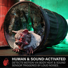 Load image into Gallery viewer, Haunted Hill Farm 2-Ft. Zombie Raccoon Halloween Animatronic
