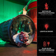 Load image into Gallery viewer, Haunted Hill Farm 2-Ft. Zombie Raccoon Halloween Animatronic
