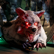 Load image into Gallery viewer, Haunted Hill Farm 2-Ft. Zombie Raccoon Halloween Animatronic
