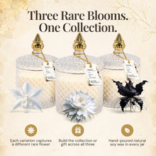 Load image into Gallery viewer, VIONAMI Queen of The Night Rare Flower Fragrance Luxury Scented Candle Gift

