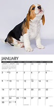 Load image into Gallery viewer, Just Beagle Puppies 2022 Wall Calendar (Dog Breed)
